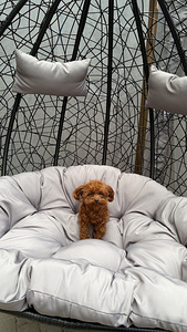 Toy poodel (5 foto / 10)