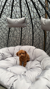 Toy poodel (6 foto / 10)