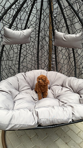 Toy poodel (7 foto / 10)