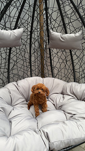 Toy poodel (8 foto / 10)