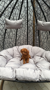Toy poodel (9 foto / 10)