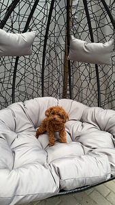Toy poodel (10 foto / 10)
