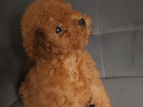 Toy poodel