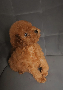 Toy poodel (1 foto / 6)