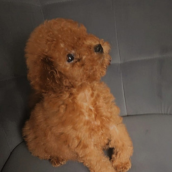 Toy poodel
