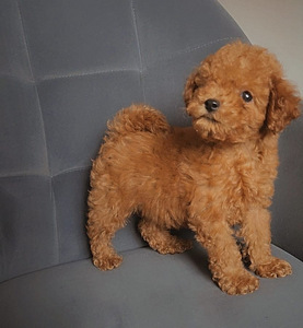 Toy poodel (5 foto / 6)