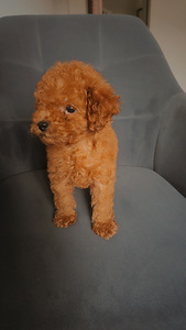 Toy poodel (3 foto / 6)