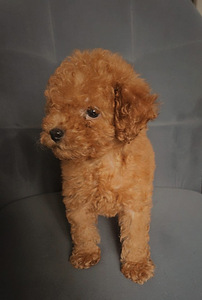 Toy poodel (2 foto / 6)