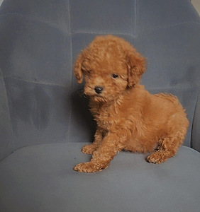 Toy poodel (6 foto / 6)