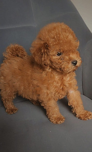 Toy poodel (4 foto / 6)
