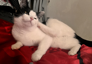 Ilus kiisu otsib endale meest (1 foto / 1)