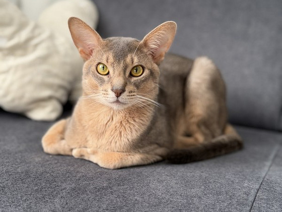 Абиссинский кот