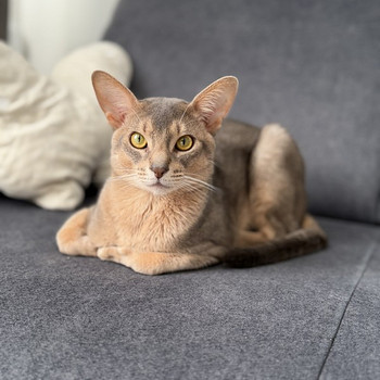 Абиссинский кот