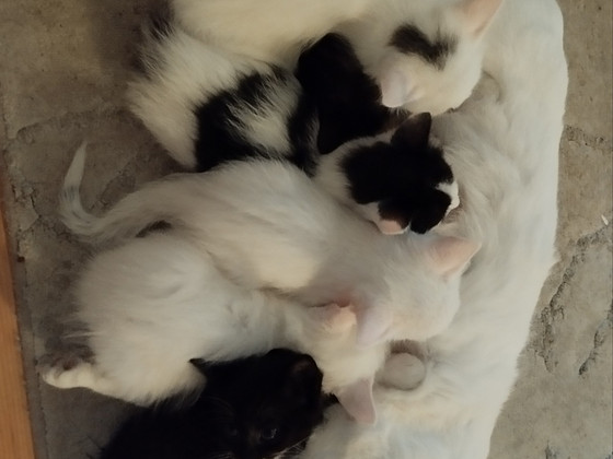 Котята