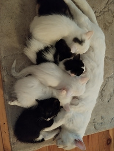 Котята (1 фото из 1)