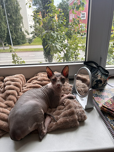 Канадский сфинкс (2 фото из 2)