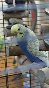 Viirpapagoide paar (2 foto / 7)