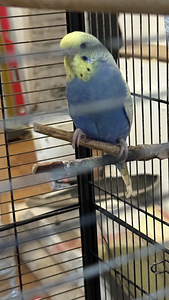 Viirpapagoide paar (3 foto / 7)