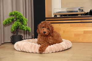 Puudel (3 foto / 3)