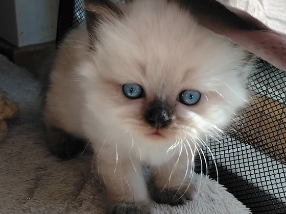 Ragdoll-mix sisarukset etsivät ehdotonta rakkautta!