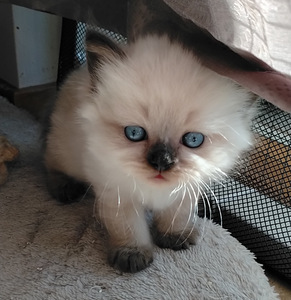Ragdoll-mix sisarukset etsivät ehdotonta rakkautta! (1 valokuva sivusta 10)