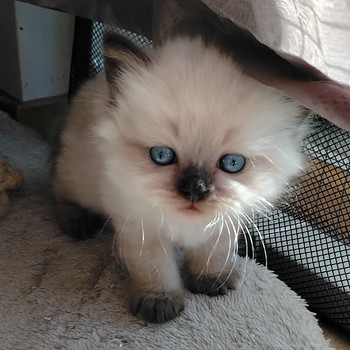 Ragdoll-mix sisarukset etsivät ehdotonta rakkautta!