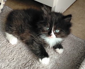 Ragdoll-mix sisarukset etsivät ehdotonta rakkautta! (2 valokuva sivusta 10)