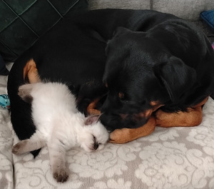 Ragdoll-mix sisarukset etsivät ehdotonta rakkautta! (4 valokuva sivusta 10)