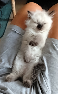Ragdoll-mix sisarukset etsivät ehdotonta rakkautta! (6 valokuva sivusta 10)