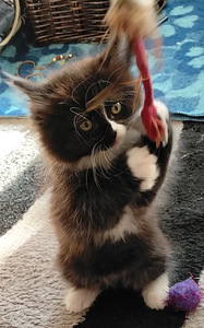 Ragdoll-mix sisarukset etsivät ehdotonta rakkautta! (3 valokuva sivusta 10)