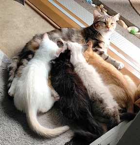 Ragdoll-mix sisarukset etsivät ehdotonta rakkautta! (7 valokuva sivusta 10)