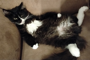 Ragdoll-mix sisarukset etsivät ehdotonta rakkautta! (8 valokuva sivusta 10)