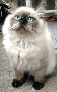 Ragdoll-mix sisarukset etsivät ehdotonta rakkautta! (5 valokuva sivusta 10)