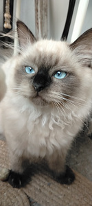 Ragdoll-mix sisarukset etsivät ehdotonta rakkautta! (9 valokuva sivusta 10)