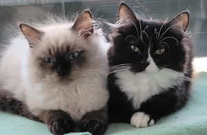 Ragdoll-mix sisarukset etsivät ehdotonta rakkautta! (10 valokuva sivusta 10)