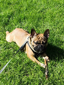 Prantsuse buldog (1 foto / 2)
