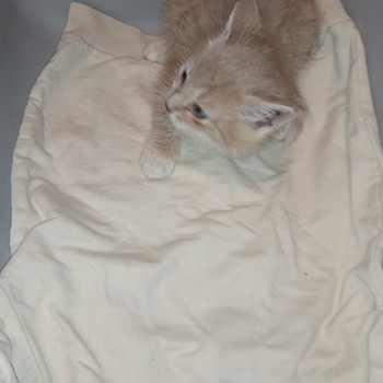 Красивые котята родились 1.09.26