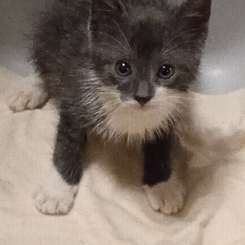 Красивые котята родились 1.09.26