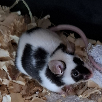 Kääbushiir