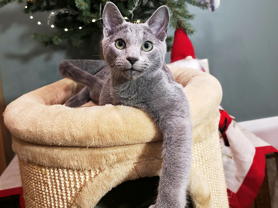 Красивый синий кот