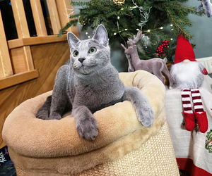 Красивый синий кот (4 фото из 7)