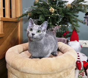 Красивый синий кот (5 фото из 7)