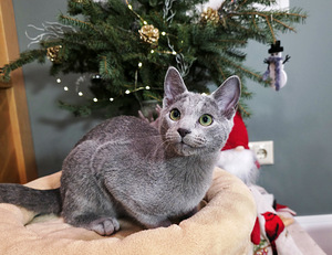 Красивый синий кот (6 фото из 7)