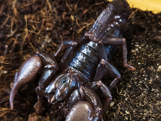 Skorpion