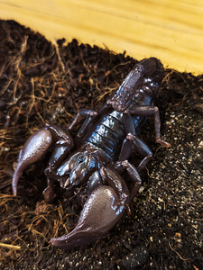 Skorpion (1 foto / 1)