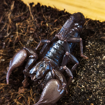 Skorpion