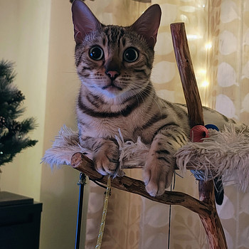 Бенгальская кошка ищет новый хороший дом