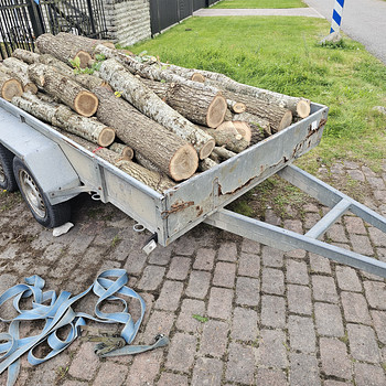 Küttepuid tammest