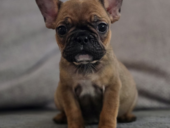Prantsuse buldog