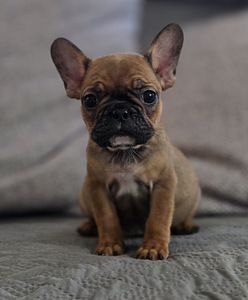 Prantsuse buldog (1 foto / 1)